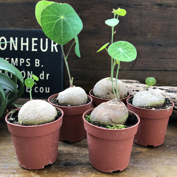 超希少♡ステファニア♡ピメレイ♡塊根植物♡ 5枚目の画像