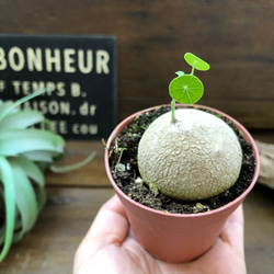 超希少♡ステファニア♡ピメレイ♡塊根植物♡ 7枚目の画像