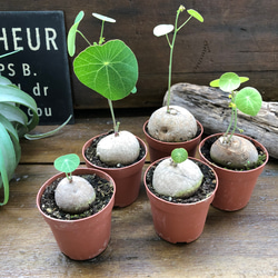 超希少♡ステファニア♡ピメレイ♡塊根植物♡ 9枚目の画像