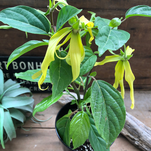 花つき♡シャネルの香水の木♡イランイランの木♡ガーデニング ドライ