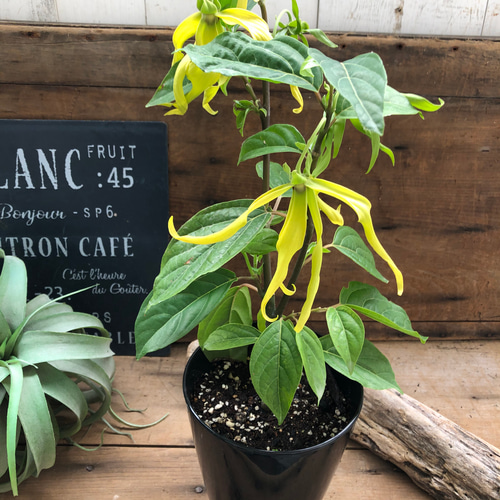 花つき♡シャネルの香水の木♡イランイランの木♡ガーデニング ドライ