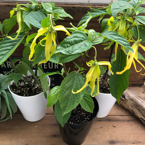 花つき♡シャネルの香水の木♡イランイランの木♡ガーデニング ドライ