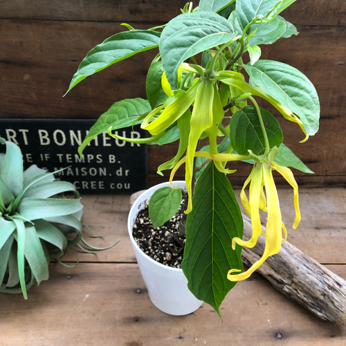 花つき♡シャネルの香水の木♡イランイランの木♡ガーデニング ドライ