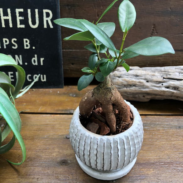 ガジュマル陶器鉢♡お洒落♡観葉植物♡インテリア 1枚目の画像