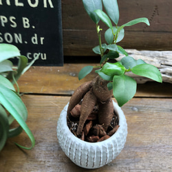 ガジュマル陶器鉢♡お洒落♡観葉植物♡インテリア 3枚目の画像