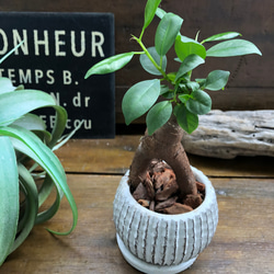 ガジュマル陶器鉢♡お洒落♡観葉植物♡インテリア 5枚目の画像