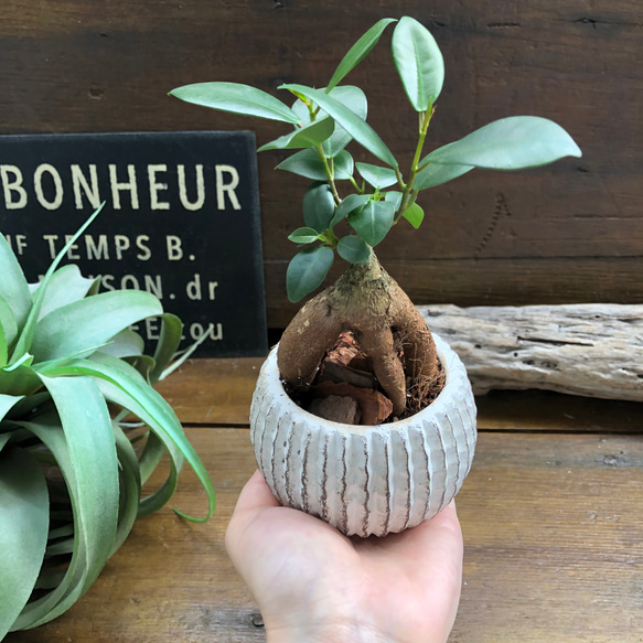 ガジュマル陶器鉢♡お洒落♡観葉植物♡インテリア 6枚目の画像