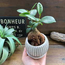 ガジュマル陶器鉢♡お洒落♡観葉植物♡インテリア 8枚目の画像