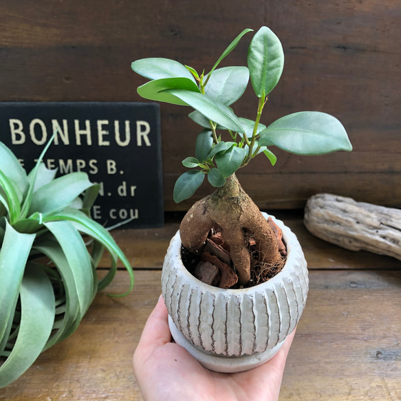 ガジュマル陶器鉢♡お洒落♡観葉植物♡インテリア 10枚目の画像