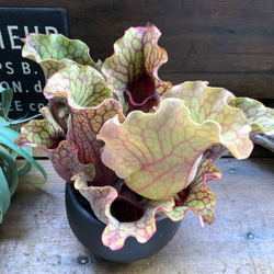 サラセニア♡立派♡食虫植物♡ 6枚目の画像