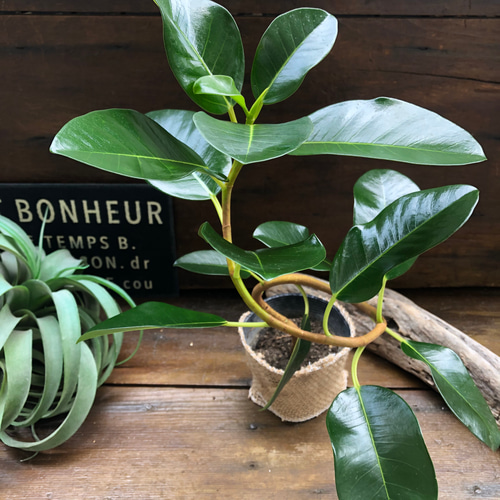フランスゴムの木♡観葉植物♡曲がった幹♡ アートフラワー パリ