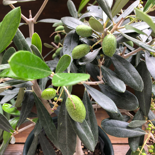 大きいオリーブ 実付き ガーデニング