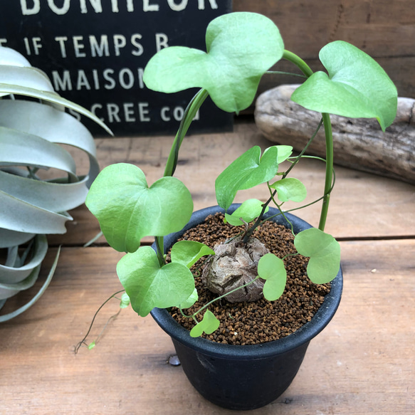 亀甲竜♡希少♡ハート型の葉っぱ♡塊根植物♡多肉植物 アート
