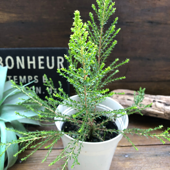 蚊に効く植物♡モスキートブロッカー♡虫除け対策♡ガーデニング♡ハーブ 9枚目の画像