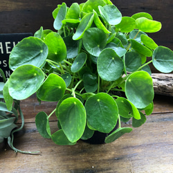 大苗のぺぺロミオイデス♡観葉植物♡立派♡インテリア 5枚目の画像