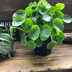 大苗のぺぺロミオイデス♡観葉植物♡立派♡インテリア 6枚目の画像