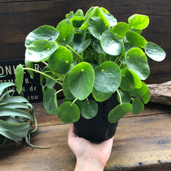 大苗のぺぺロミオイデス♡観葉植物♡立派♡インテリア 8枚目の画像