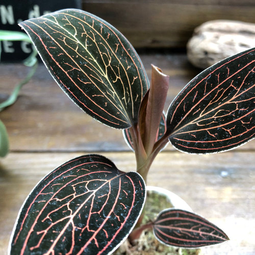 ブラッドヴェッセル♡キラキラ光る葉脈♡ジュエルオーキッド