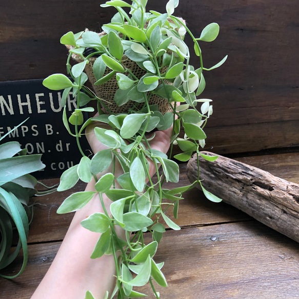 エメラルド♡垂れ下がり♡ディスキディア♡観葉植物 4枚目の画像