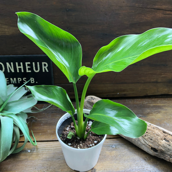 ストレチア♡極楽鳥花♡観葉植物♡インテリア♡ガーデニング 10枚目の画像