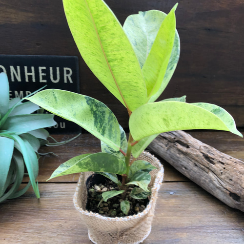 フィカス ジン♡希少品種♡斑入り♡ゴムの木♡観葉植物 アートフラワー