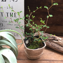 ソホラリトル♡小さな葉っぱの木♡観葉植物♡ アートフラワー パリ