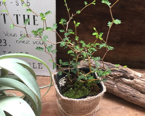 0_43f9c6111852edb81c64fe0ad18d