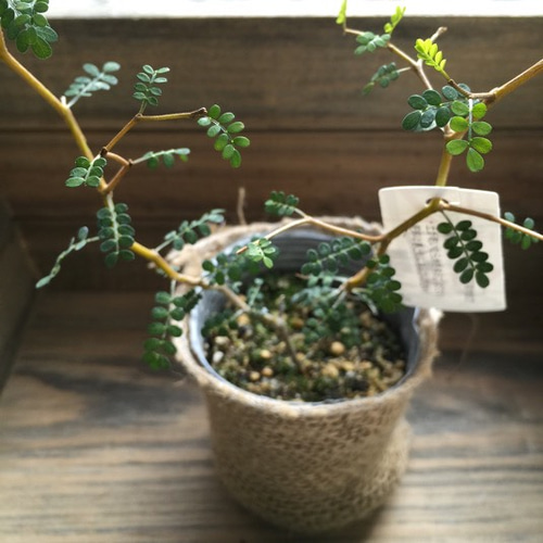 花盛りな小さな木 ソホラリトル♡小さな葉っぱの木♡観葉植物♡ アートフラワー パリ