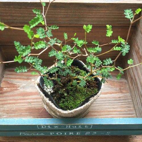 ソホラリトル♡小さな葉っぱの木♡観葉植物♡ アートフラワー パリ