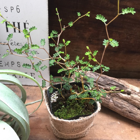 ソホラリトル♡小さな葉っぱの木♡観葉植物♡ 6枚目の画像