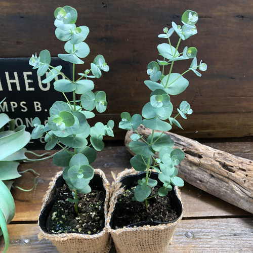 シルバーダラー2個セット♡最も美しいユーカリ♡銀葉 アートフラワー