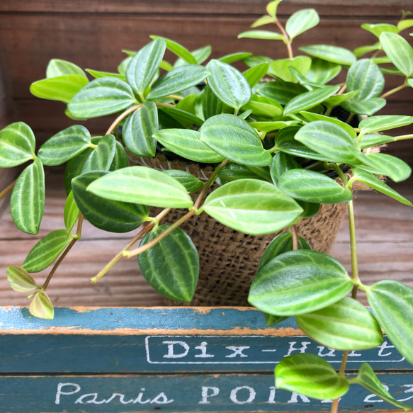 ぺぺロミア♡アングラータ♡A 【公式通販】