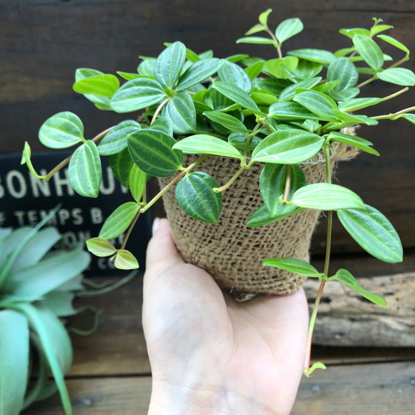 アングラータ♡ペペロミア♡観葉植物♡ガーデニング 3枚目の画像