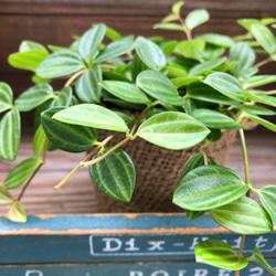 アングラータ♡ペペロミア♡観葉植物♡ガーデニング 9枚目の画像