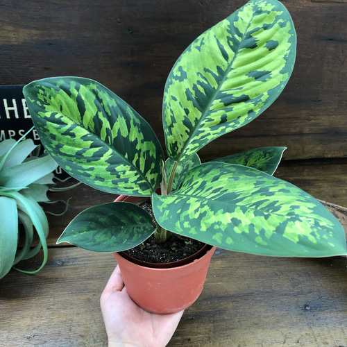 ホマロメナ カモフラージュ♡迷彩柄の観葉植物♡大人気 アートフラワー