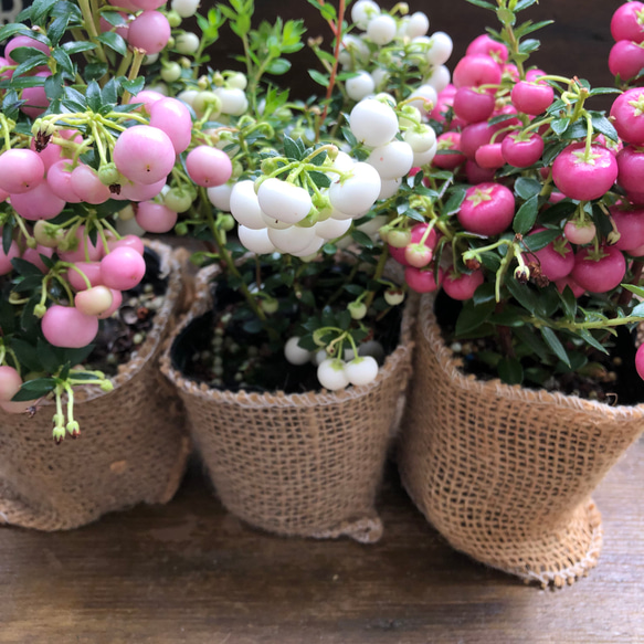 真珠の木♡ピンク♡パールツリー♡クリスマス♡ガーデニング♡インテリア♡観葉植物♡ 5枚目の画像