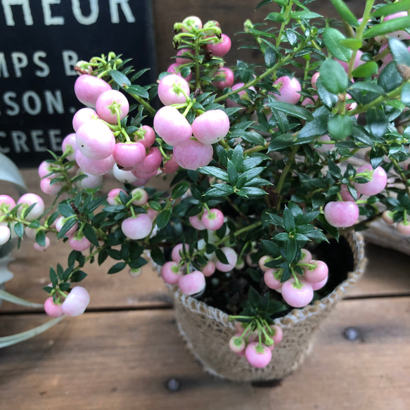 真珠の木♡ピンク♡パールツリー♡クリスマス♡ガーデニング♡インテリア♡観葉植物♡ 4枚目の画像