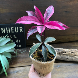 斑入り万両♡紅孔雀♡赤葉万両♡観葉植物 7枚目の画像