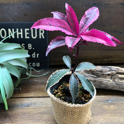 斑入り万両♡紅孔雀♡赤葉万両♡観葉植物 9枚目の画像