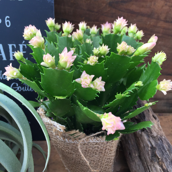 ピンクコンペイトウ♡コンペイトウ♡デンマークカクタス♡多肉植物♡インテリア 1枚目の画像