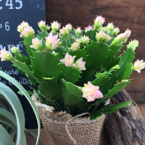 ピンクコンペイトウ♡コンペイトウ♡デンマークカクタス♡多肉植物