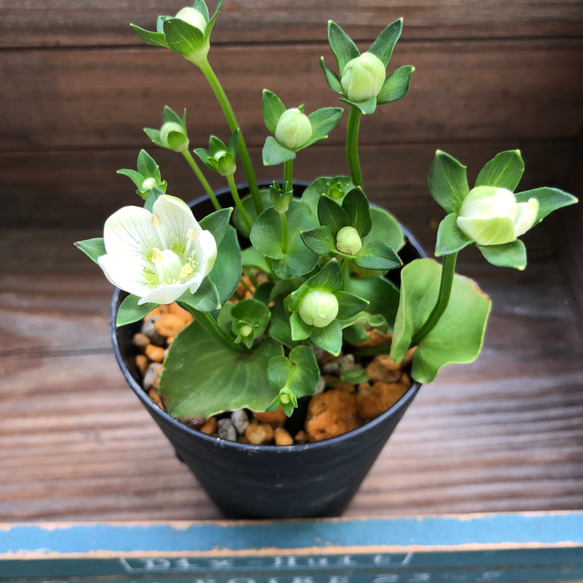 メ*4様 山野草　丸葉レブン　アツモリソウ　花１葉１　１鉢 メ*4様 山野草 丸葉レブン アツモリソウ 花1葉1 1鉢