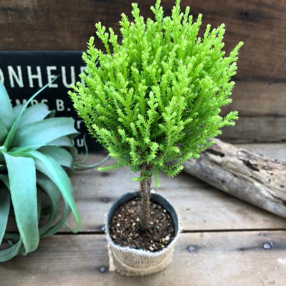 丸いウィルマ♡ミニサイズ♡スタンドツリー♡観葉植物 1枚目の画像