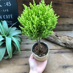 丸いウィルマ♡ミニサイズ♡スタンドツリー♡観葉植物 4枚目の画像