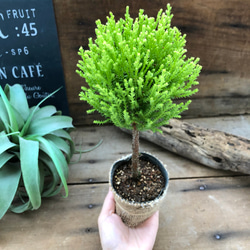 丸いウィルマ♡ミニサイズ♡スタンドツリー♡観葉植物 7枚目の画像