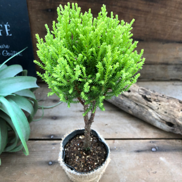 丸いウィルマ♡ミニサイズ♡スタンドツリー♡観葉植物 8枚目の画像