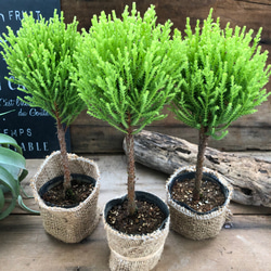 丸いウィルマ♡ミニサイズ♡スタンドツリー♡観葉植物 10枚目の画像