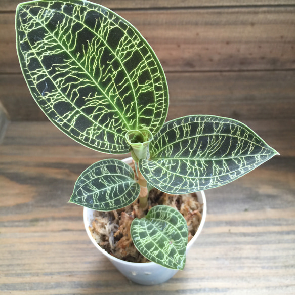 宝石蘭♡やっと入荷♡キラキラ光る葉脈♡ジュエルオーキッド♡観葉植物
