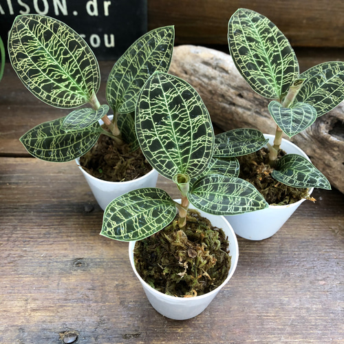 宝石蘭♡やっと入荷♡キラキラ光る葉脈♡ジュエルオーキッド♡観葉植物