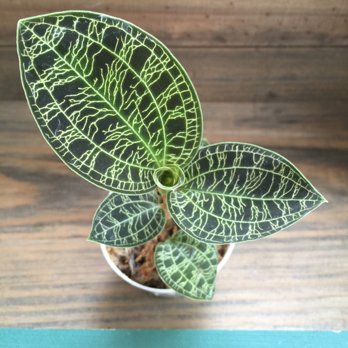宝石蘭♡やっと入荷♡キラキラ光る葉脈♡ジュエルオーキッド♡観葉植物